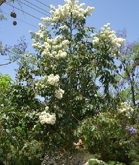 קורימביה טורלי - מראה כללי, סתריה. צילום: סימה קגן