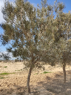 קזוארינה פאופר - מראה כללי, חצרים. צילום: סימה קגן